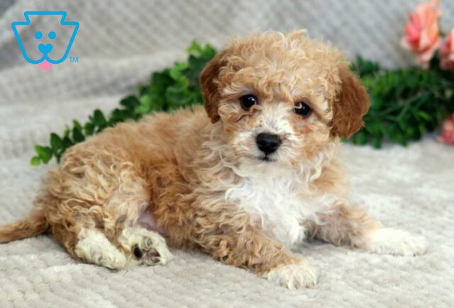 Faith Mini Godendoodle2 image