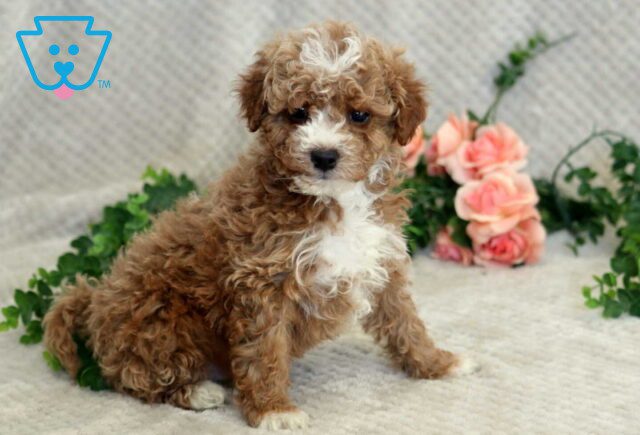 Farlow Mini Goldendoodle image