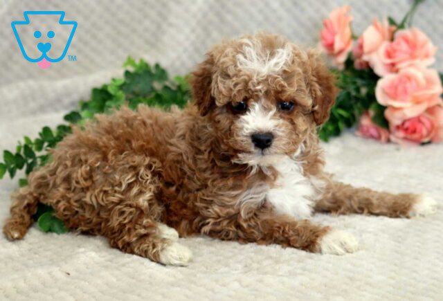 Farlow Mini Goldendoodle2 image