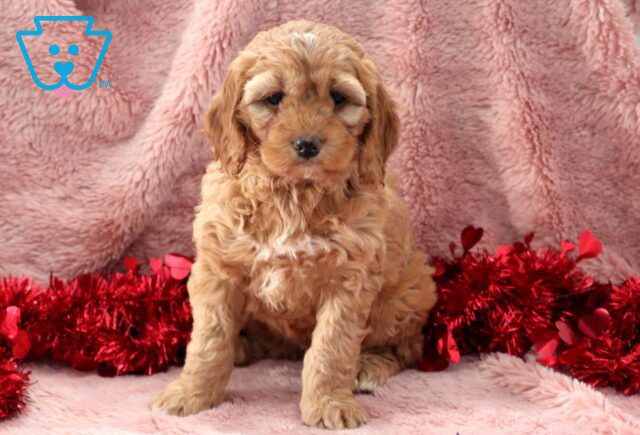 Farrah Cockapoo image