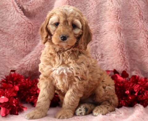 Farrah Cockapoo2