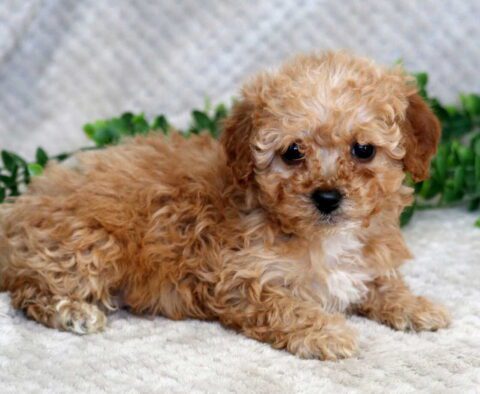 Flory Mini Goldendoodle
