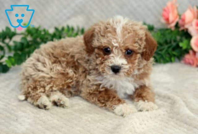 Flow Mini Goldendoodle image