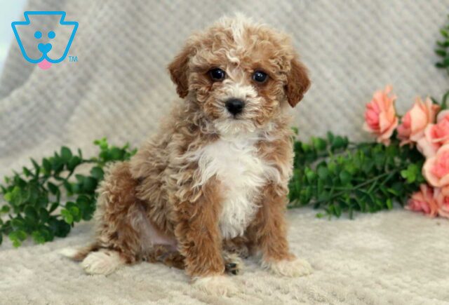 Flow Mini Goldendoodle2 image