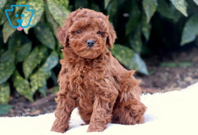Fluffy Toy Poodle image