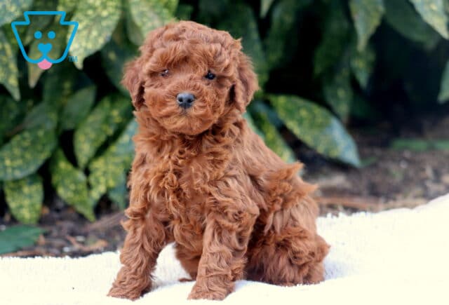 Fluffy Toy Poodle2 image