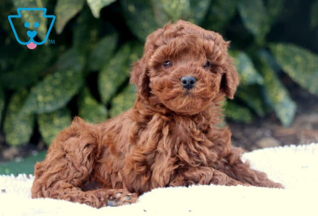 Fluffy Toy Poodle3 image