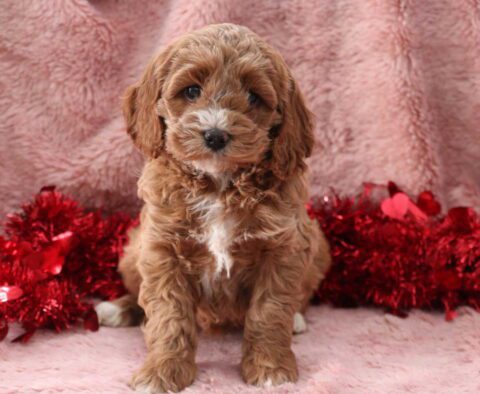 Foxy Cockapoo