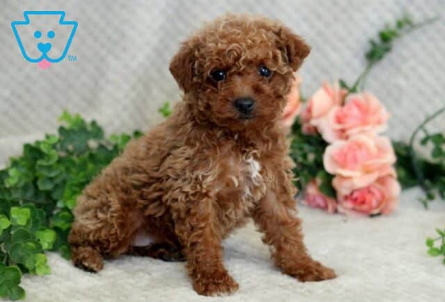 Foxy Mini Goldendoodle2 image
