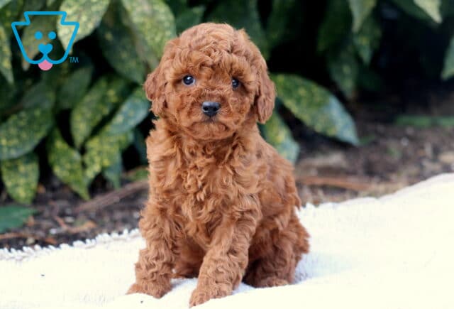 Furby Toy Poodle image