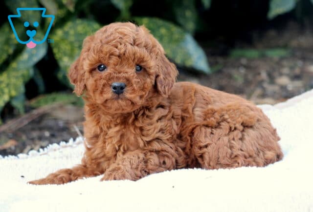 Furby Toy Poodle2 image