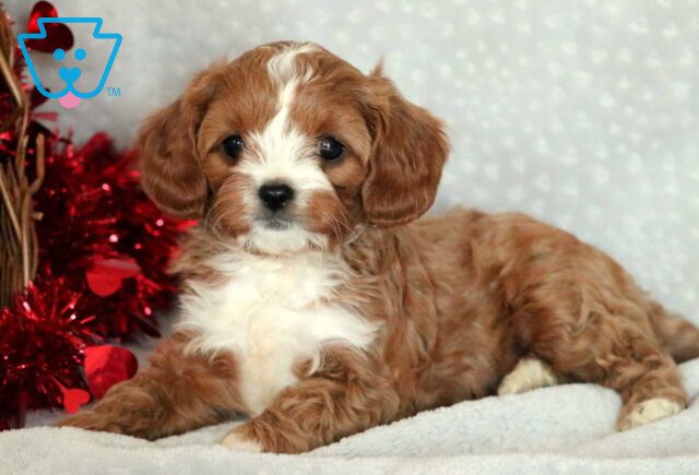 Gamer Cavapoo image
