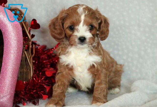 Gamer Cavapoo2 image