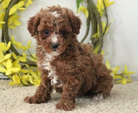 Gordo Mini Poodle
