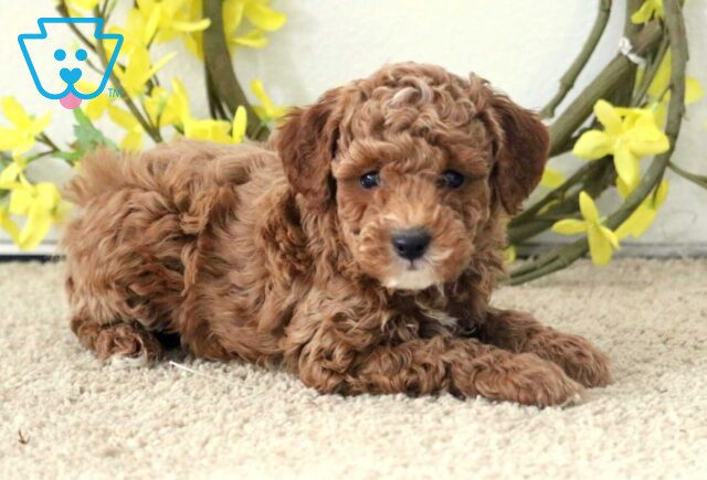 Grayson Mini Poodle image