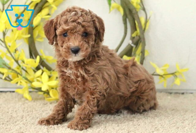 Grayson Mini Poodle2 image