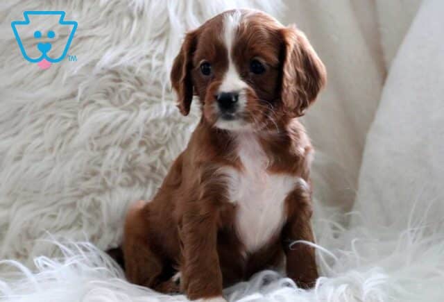 Halo Cavapoo image