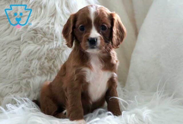 Halo Cavapoo2 image