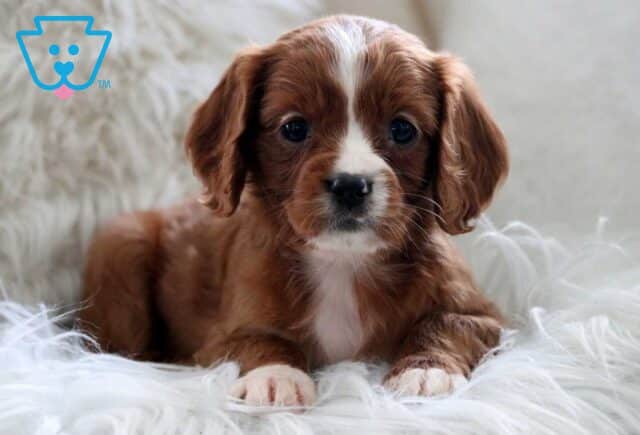 Halo Cavapoo3 image