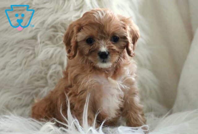 Hannah Cavapoo image