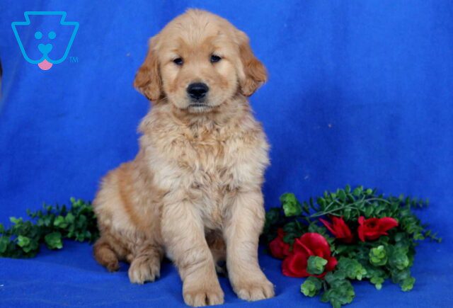 Harley Golden image