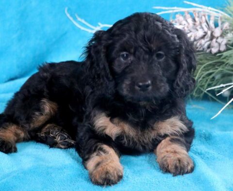 Hayven Cockapoo
