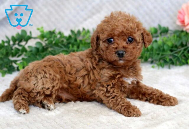 Hazel Mini Goldendoodle image