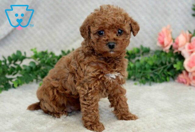 Hazel Mini Goldendoodle2 image