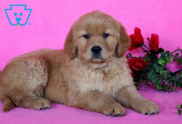 Heidi Golden2 image