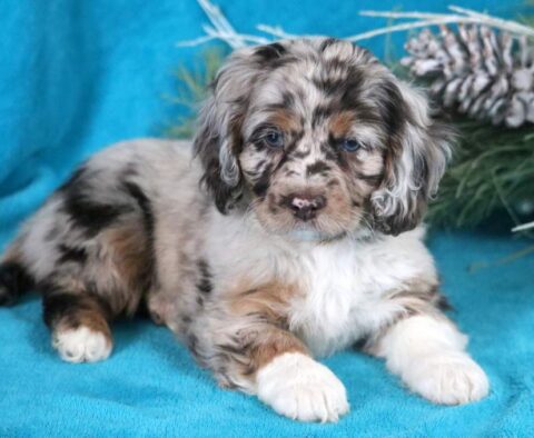 Hilary Cockapoo