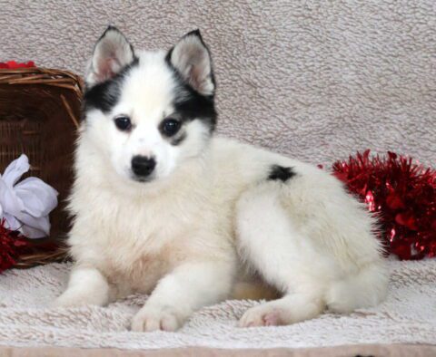 Honey Pomsky