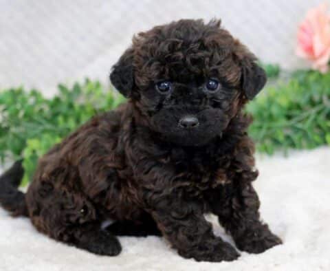 Honeybee Mini Goldendoodle2