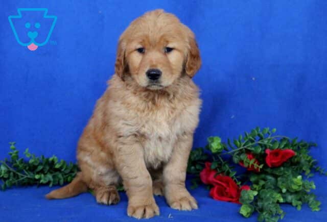 Hooch Golden image