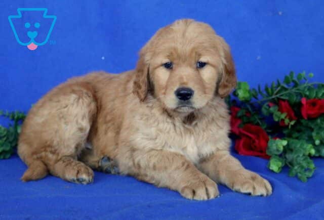 Hooch Golden2 image