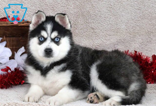 Hope Pomsky image