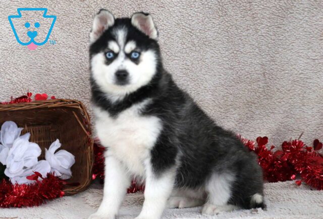Hope Pomsky2 image