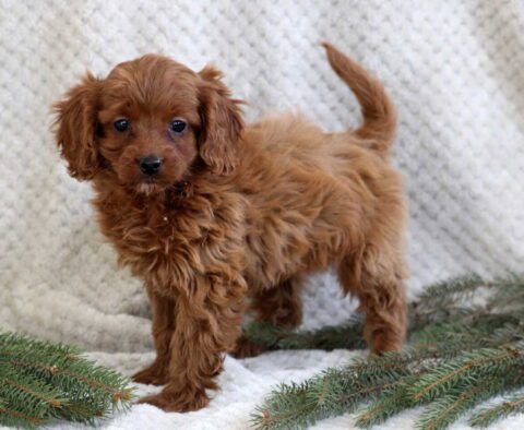 Jill Cavapoo
