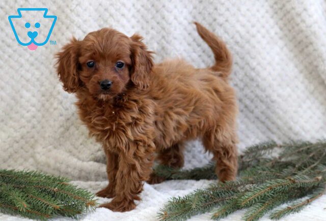 Jill Cavapoo image