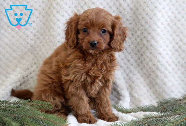 Jill Cavapoo2 image