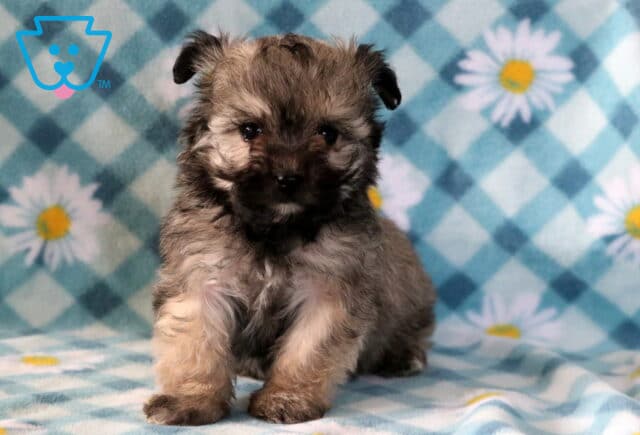 Joy Maltipoo image