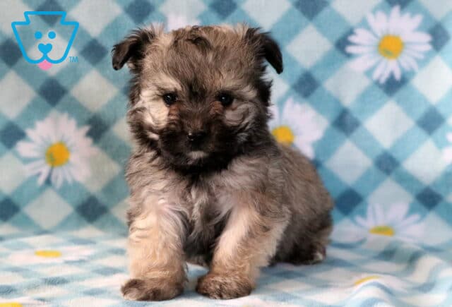 Joy Maltipoo2 image