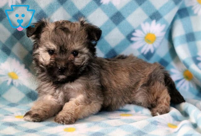Joy Maltipoo3 image