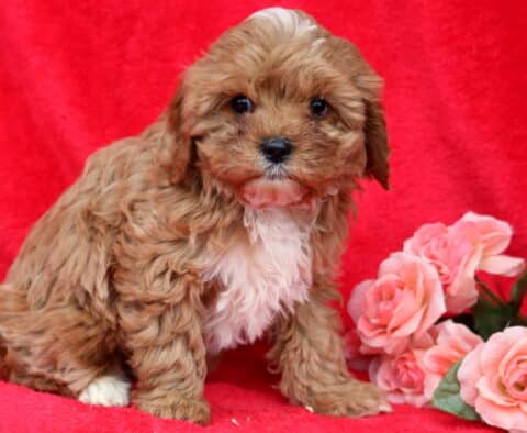 Kody Cavapoo
