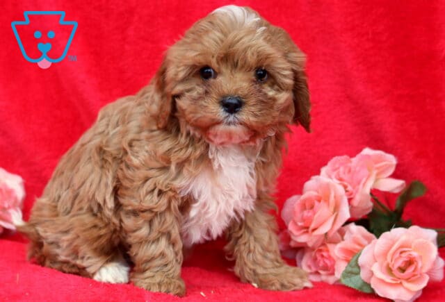 Kody Cavapoo image