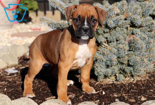 Lady Boxer image