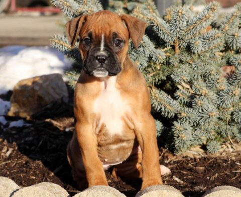 Lady Boxer2