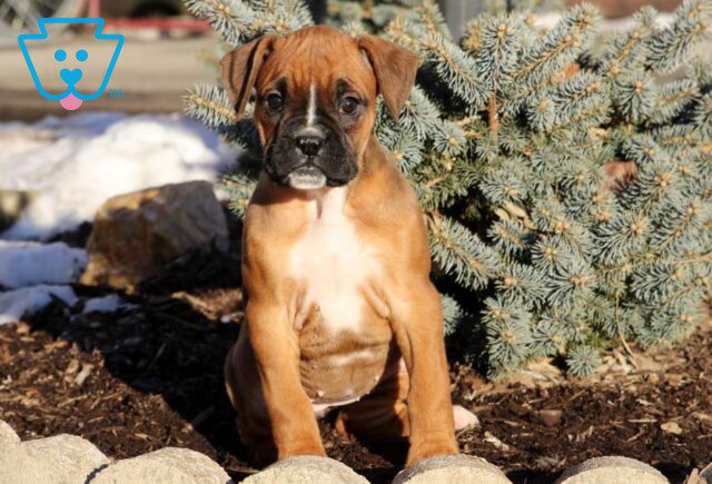 Lady Boxer2 image