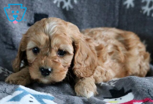 Lance Cavapoo image