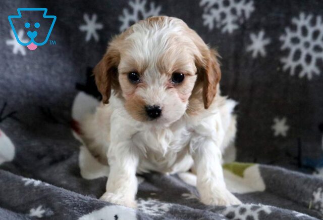 Layla CAvapoo image