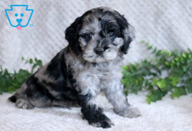 Liam Cockapoo image